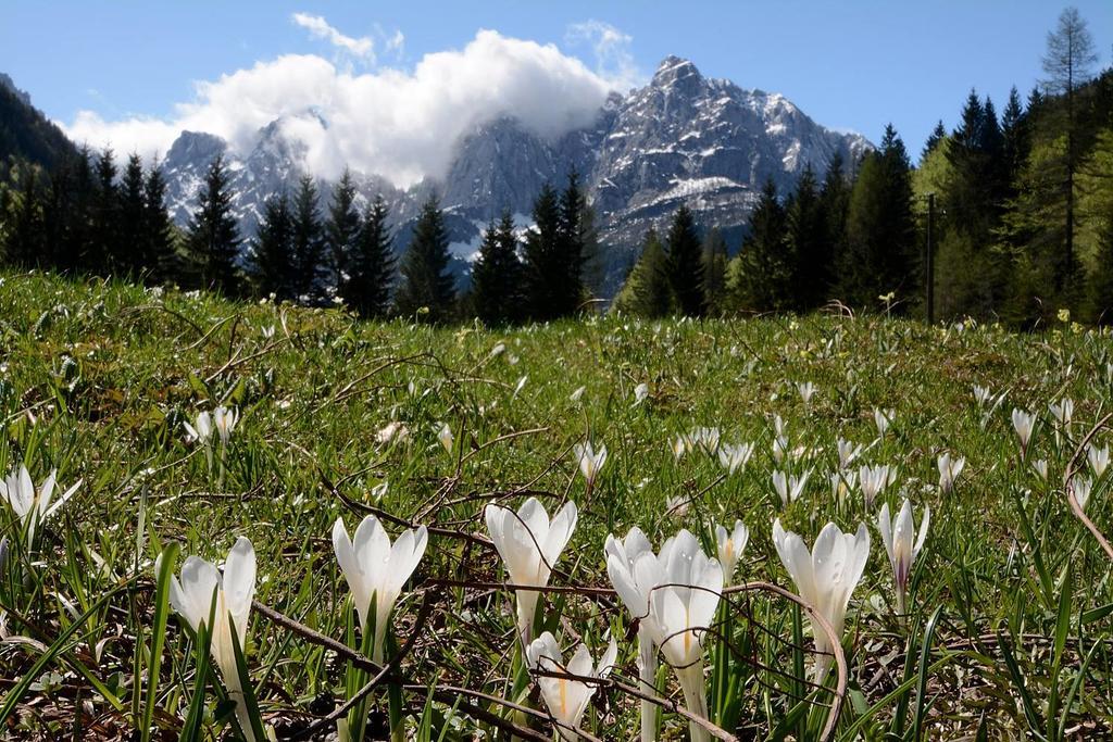 Alpine Spot Apartment Kranjska Gora Luaran gambar